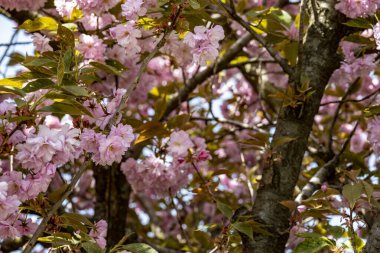 Bahar mevsiminde ağaç dallarında güzel çiçekler         