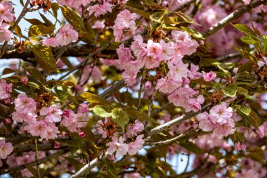 Bahar mevsiminde ağaç dallarında güzel çiçekler         