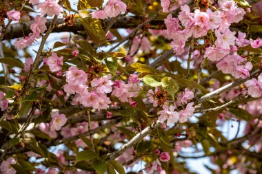 Bahar mevsiminde ağaç dallarında güzel çiçekler         