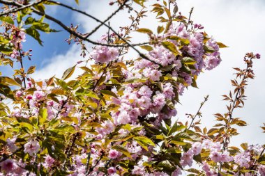 Bahar mevsiminde ağaç dallarında güzel çiçekler         