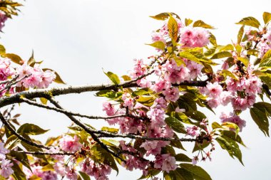 Bahar mevsiminde ağaç dallarında güzel çiçekler         