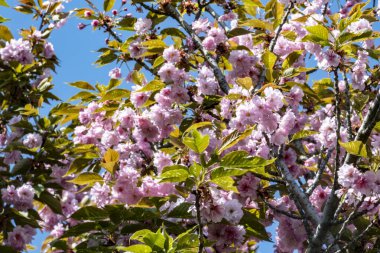 Çiçek açmış kiraz çiçeklerinin yakınlaşması