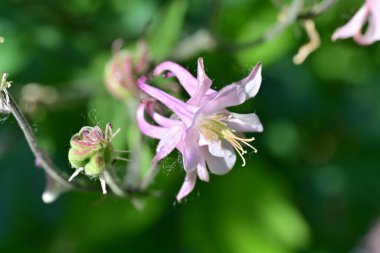 Bahçede güzel çiçek closeup  