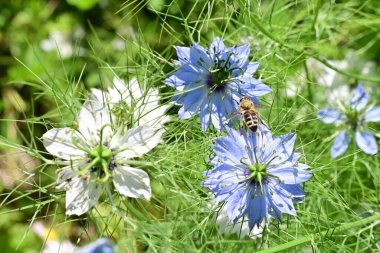 Güneşli yaz gününde bahçede yetişen güzel çiçekler. 