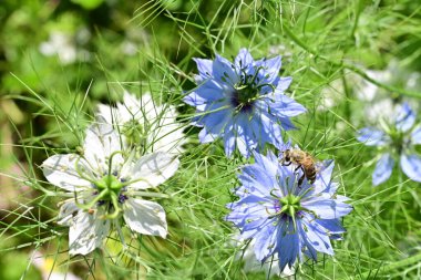Güneşli yaz gününde bahçede yetişen güzel çiçekler. 