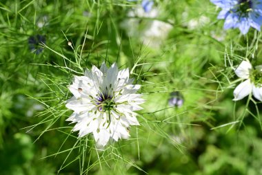 Güneşli yaz gününde bahçede yetişen güzel çiçekler. 