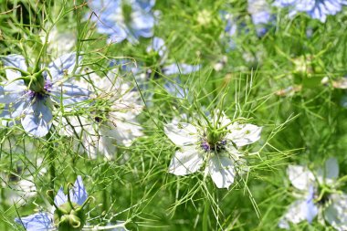 Güneşli yaz gününde bahçede yetişen güzel çiçekler. 