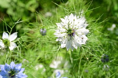 Güneşli yaz gününde bahçede yetişen güzel çiçekler. 