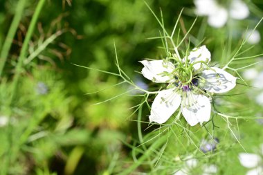 Güneşli yaz gününde bahçede yetişen güzel çiçekler. 