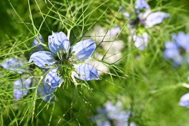 Güneşli yaz gününde bahçede yetişen güzel çiçekler. 