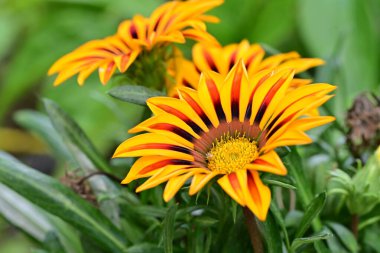 Bahçede güzel sarı çiçekler, çiçek konsepti...