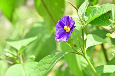 Bahçede ya da tarlada yetişen küçük mor çiçeğin yakın görüntüsü 