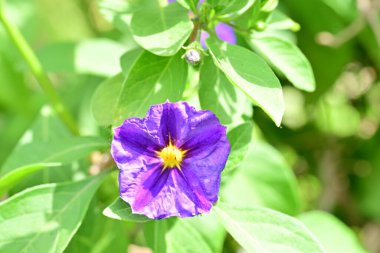 Bahçede ya da tarlada yetişen küçük mor çiçeğin yakın görüntüsü 