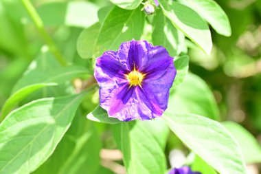 Bahçede ya da tarlada yetişen küçük mor çiçeğin yakın görüntüsü 