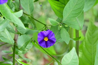 Bahçede ya da tarlada yetişen küçük mor çiçeğin yakın görüntüsü 