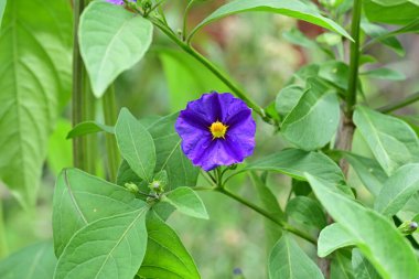 Bahçede ya da tarlada yetişen küçük mor çiçeğin yakın görüntüsü 