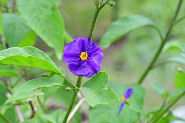 Bahçede ya da tarlada yetişen küçük mor çiçeğin yakın görüntüsü 