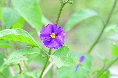 Bahçede ya da tarlada yetişen küçük mor çiçeğin yakın görüntüsü 