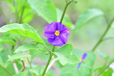 Bahçede ya da tarlada yetişen küçük mor çiçeğin yakın görüntüsü 