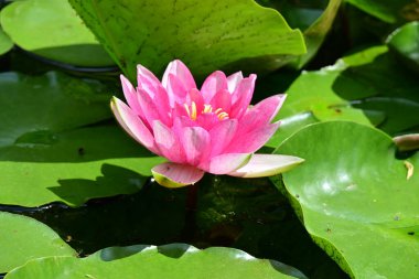 Gölette büyüyen nilüfer çiçeği