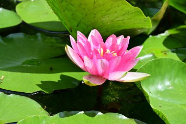 Gölette büyüyen nilüfer çiçeği