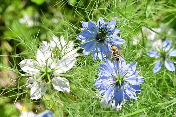 Güneşli yaz gününde bahçede yetişen güzel çiçekler. 