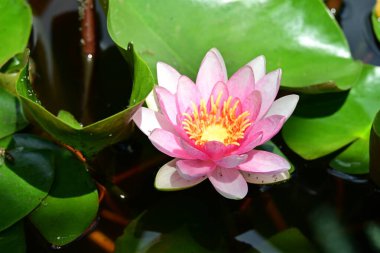 Gölette pembe nilüfer çiçeği 