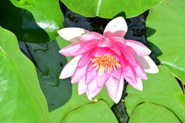 Gölette pembe nilüfer çiçeği 