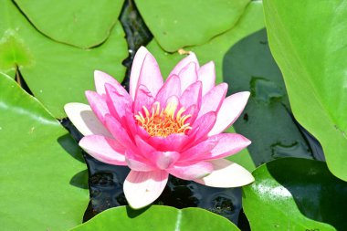 Gölette pembe nilüfer çiçeği 