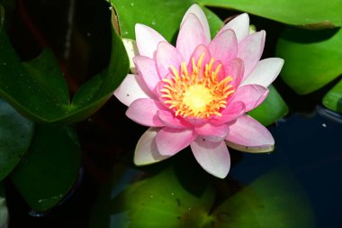 Gölette pembe nilüfer çiçeği 