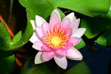 Gölette pembe nilüfer çiçeği 