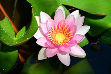 Gölette pembe nilüfer çiçeği 