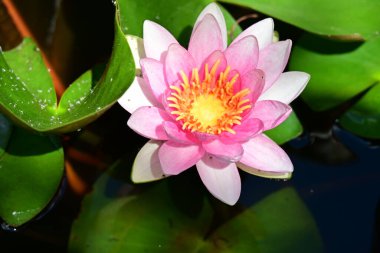 Gölette pembe nilüfer çiçeği 