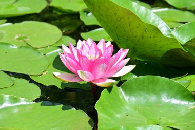 Gölette pembe nilüfer çiçeği 