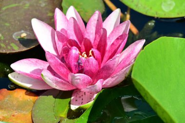 Gölette pembe nilüfer çiçeği 