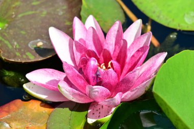 Gölette pembe nilüfer çiçeği 