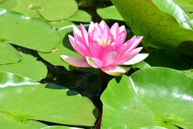 Gölette pembe nilüfer çiçeği 