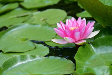 Gölette pembe nilüfer çiçeği 