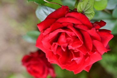 Bahçede açan güzel gül çiçekleri, yakın.             