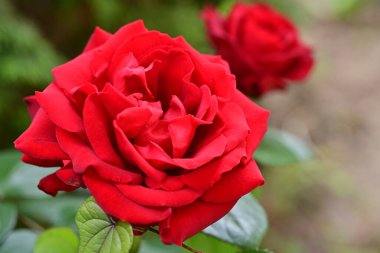 Bahçede açan güzel gül çiçekleri, yakın.             