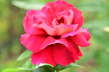 Yaz çiçeğinin yakın görüntüsü 