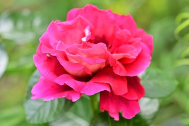 Yaz çiçeğinin yakın görüntüsü 