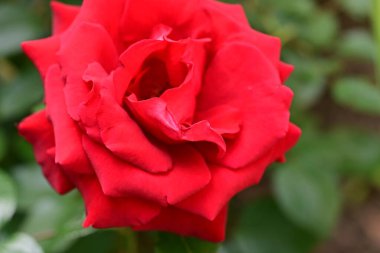 Bahçede açan güzel gül çiçeği, yakın.             