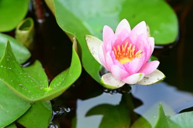 Gölette pembe nilüfer çiçeği 