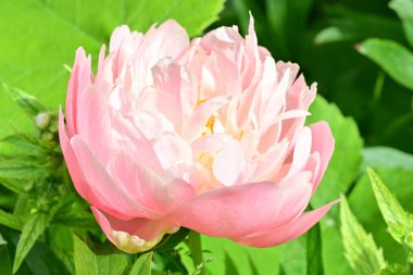 Bahçede açan güzel pembe şakayık çiçeğinin yakın plan görüntüsü