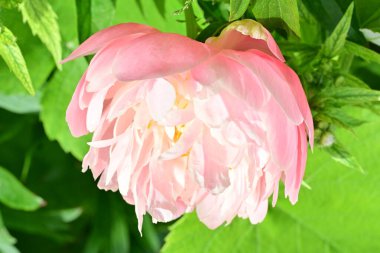 Bahçede açan güzel pembe şakayık çiçeğinin yakın plan görüntüsü