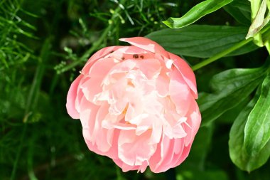 Bahçede açan güzel pembe şakayık çiçeğinin yakın plan görüntüsü