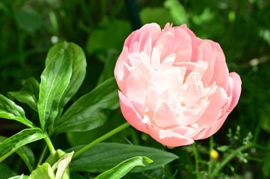 Bahçedeki güzel pembe şakayık çiçeği