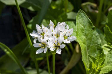 Doğada beyaz çiçeklere yakın çekim