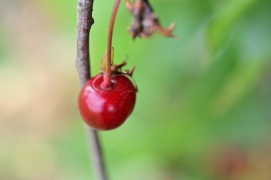 Bahçedeki dalda kiraz çilekleri